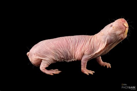 Naked Mole Rat